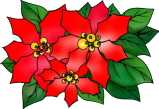nfleur de noel.jpg (4400 octets)