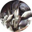 poissons variés.jpg (3388 octets)